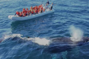 Puerto Vallarta Whale Watching Guide