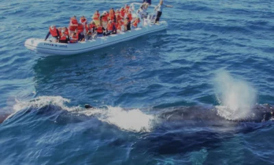 Puerto Vallarta Whale Tours: What to Expect (2026)
