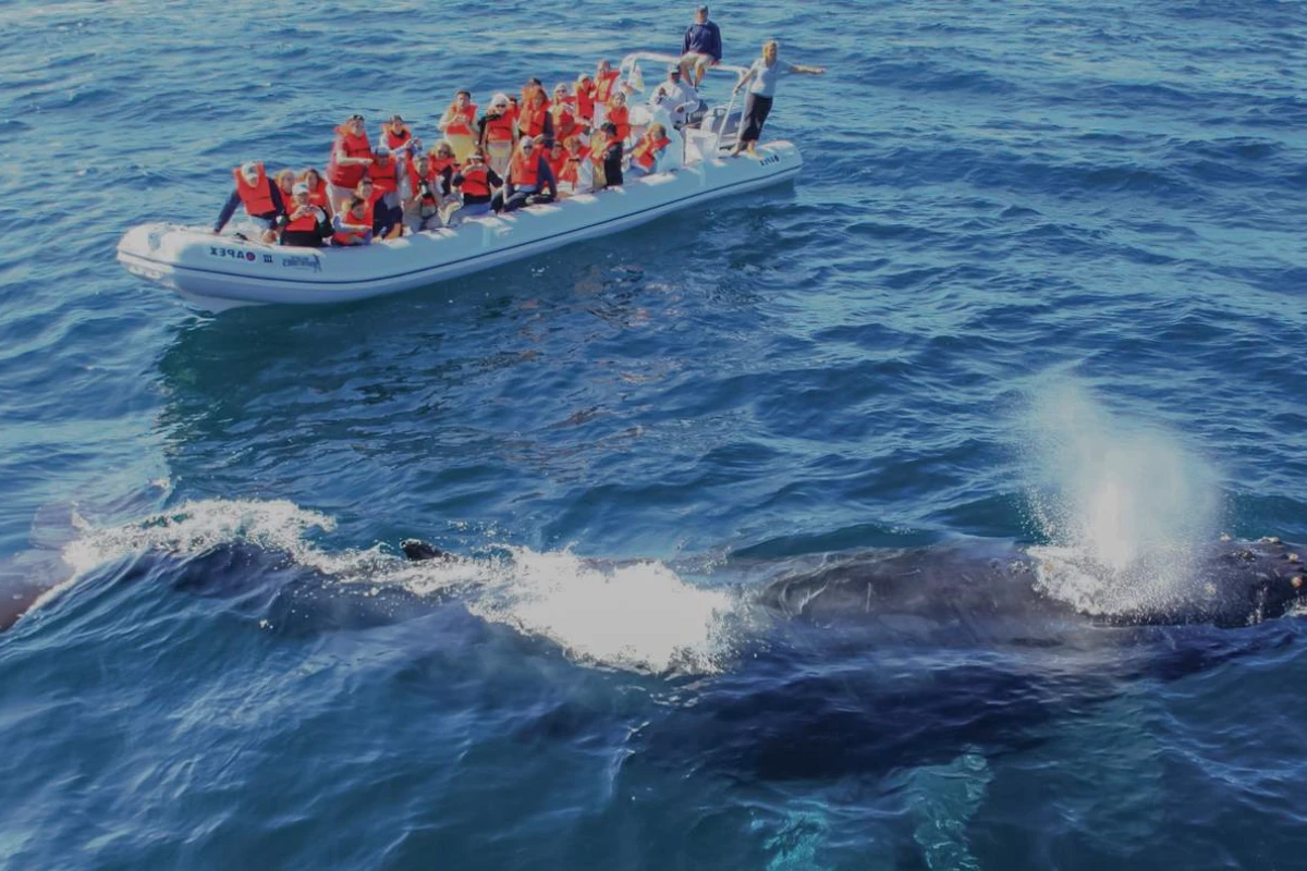 Puerto Vallarta Whale Watching Guide