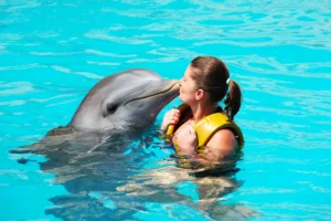 Swim With Dolphins in Puerto Vallarta Complete Guide lamansionvallarta.com