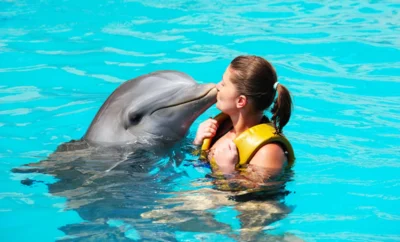 Villa La Mansion – Ocean Views & Luxury Stays 11 Puerto Vallarta Dolphin Swimming: Planning Guide (2026)